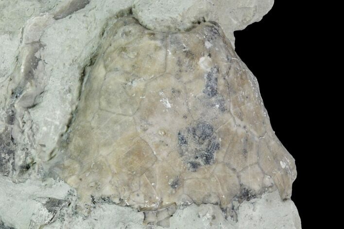Fossil Crinoid Calyx - Indiana #110788
